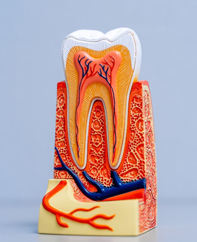 Treatments - Kirby Dental